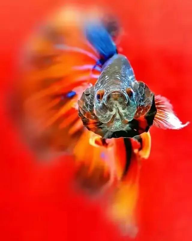 怪怪水族馆2手机版-潜入怪怪水族馆 2 手机版，探索五彩斑斓的海底世界