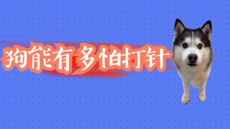 女友打针记-女友打针怕到哭，我又心疼又好笑，这才是勇敢