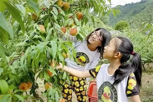 种植采摘游戏,探索种植采摘游戏的魅力世界