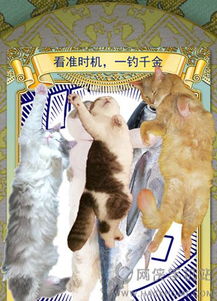 占卜猫游戏,一测便知你的运势与秘密